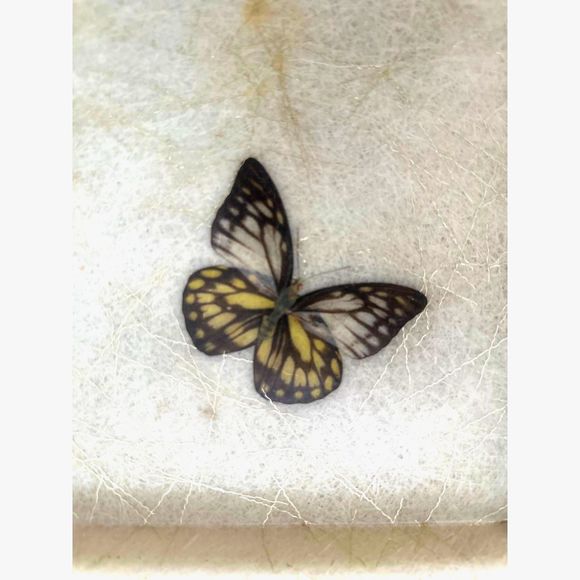 Vintage Fiberglass Set of 2 Lap Trays - Butterflies and Leaves, MCM Atomic Era - Picture 5 of 8